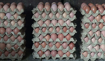 Egg production picks up in Tsirang
