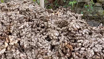 No market for ginger growers in Zhemgang