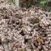 No market for ginger growers in Zhemgang