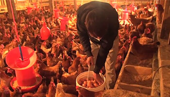 Poultry farmers worried with the government’s plan to import eggs
