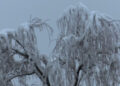 Several districts receive snowfall after many years