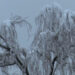 Several districts receive snowfall after many years