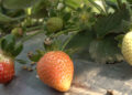 A successful strawberry farming in Samtse