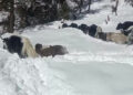 Highlanders in Thimphu struggle to find missing yaks due to heavy snow