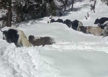 Highlanders in Thimphu struggle to find missing yaks due to heavy snow