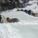Highlanders in Thimphu struggle to find missing yaks due to heavy snow