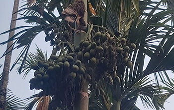 COVID restrictions hamper betel nut growers and traders in Samdrup Jongkhar