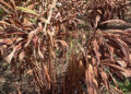 Cardamom growers experience the brunt of recent heavy snowfall in Zhemgang
