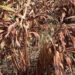 Cardamom growers experience the brunt of recent heavy snowfall in Zhemgang