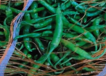 FCB stops importing green chillies due to high pesticide content