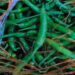 FCB stops importing green chillies due to high pesticide content