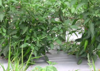 Bhutanese green chilli from Tsirang to hit the market soon