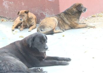 Nationwide dog population management starts