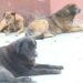 Nationwide dog population management starts