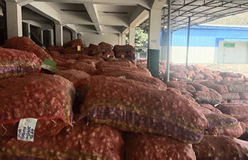 Low prices leave ginger growers unhappy