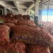 Low prices leave ginger growers unhappy
