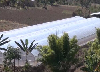 Mega greenhouse enables farmers to take up mass vegetable cultivation in Pema Gatshel
