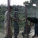 Mitigating human-wildlife conflict through chain link fencing in Korphu Gewog, Trongsa