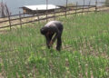Birds, a nuisance to onion growers in Pema Gatshel