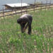 Birds, a nuisance to onion growers in Pema Gatshel