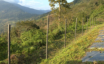 Plastic posts proving beneficial to farmers