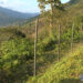 Plastic posts proving beneficial to farmers