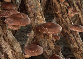 Shitake mushroom cultivation- no more worries about wildlife crop depredation, Zhemgang