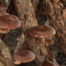 Shitake mushroom cultivation- no more worries about wildlife crop depredation, Zhemgang