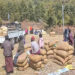 Livestock department supplies feed supplements to save vulnerable yak population