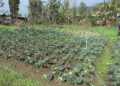 Integrated water supply scheme encourages more farmers to take up agriculture and livestock farming