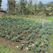 Integrated water supply scheme encourages more farmers to take up agriculture and livestock farming