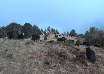 Tigers threaten survival of the last yak herders in Chhumey Gewog, Bumthang