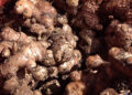 Buy-back scheme helps ginger growers in Zhemgang