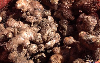 Buy-back scheme helps ginger growers in Zhemgang