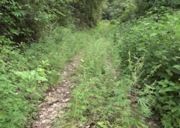 Farm road in need of maintenance, Dhakpai in Zhemgang