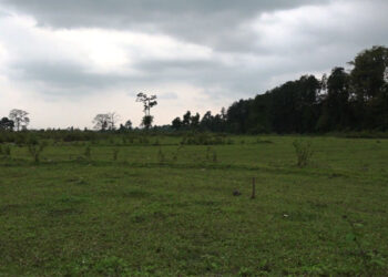 Reviving fallow land in Samtse