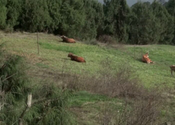 Pilot livestock insurance scheme to compensate farmers of Trongsa, Bumthang & Zhemgang