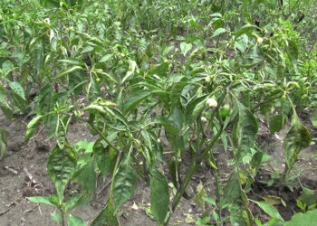Farmers worried about chilli production in Trashi Yangtse