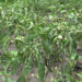 Farmers worried about chilli production in Trashi Yangtse