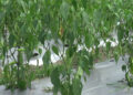 Berti farmers in Zhemgang switch to chili cultivation