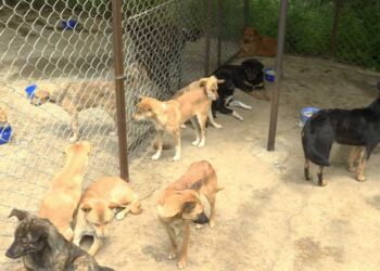 Conserving the Chang-Khyi breed