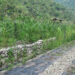 Land management in Chhoekhorling benefits farmer- Pema Gatshel