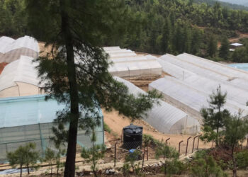 FMCL’s mass chilli and tomato cultivation toward food security