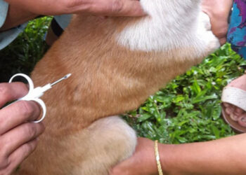 Microchipping pet dogs, the science behind it