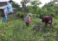 Farmers in Pema Gatshel look forward to benefit from new buyback scheme