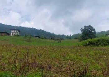 Armyworms ravage acres of potato fields
