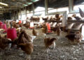 Dwindling egg price poses marketing challenge for poultry farmers