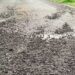 Blacktopped road starts disintegrating after two weeks- Zhemgang