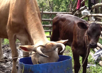 Successful sex-sorted artificial insemination programme in Zhemgang