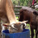 Successful sex-sorted artificial insemination programme in Zhemgang